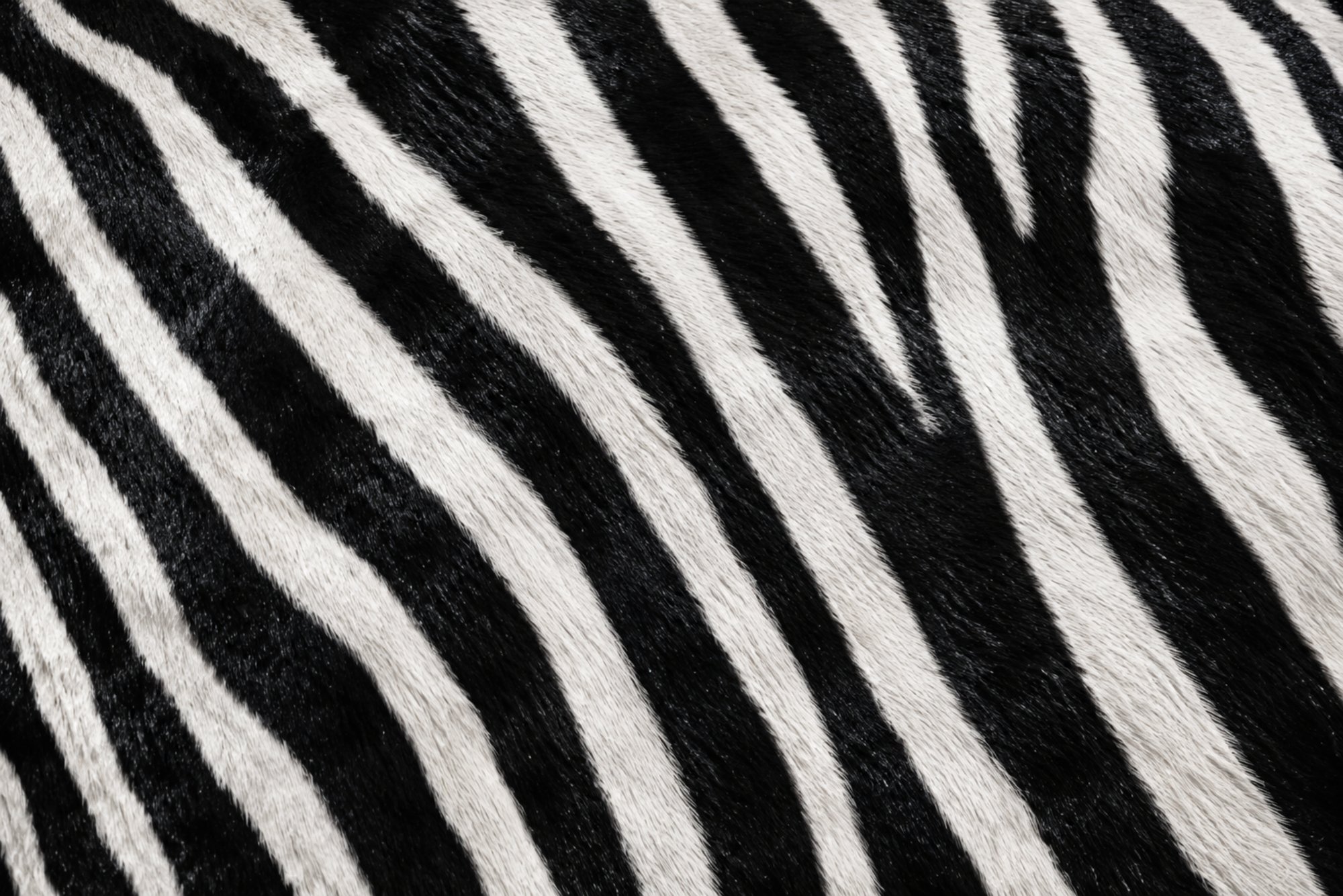 Zebra print texture